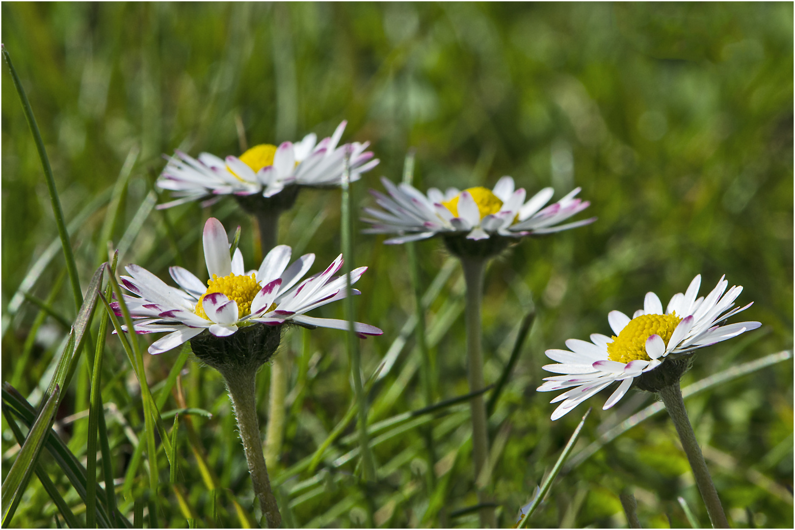  Archivfunde (7) - Das Gänseblümchen (Bellis perennis)