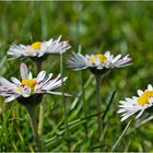  Archivfunde (7) - Das Gänseblümchen (Bellis perennis)