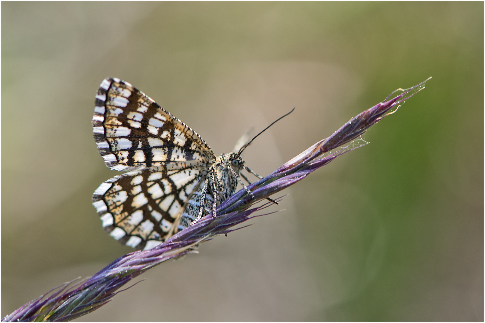 Archivfunde (9) - Den Gitterspanner (Chiasmia clathrata) . . .