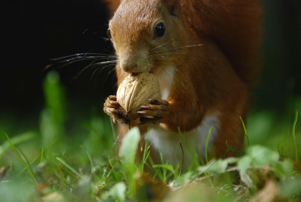 Archivhörnchen