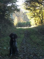 Arco beim Morgenspaziergang am 12.10.2008