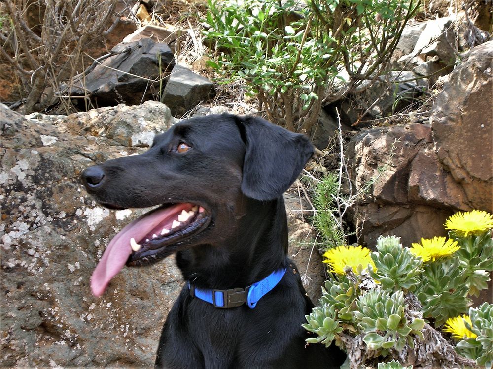 Arco Foto & Bild spezial, hund, gelb Bilder auf