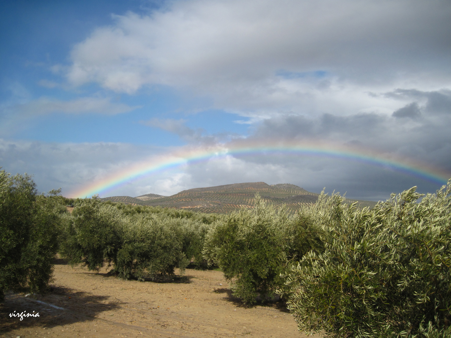 ARCO IRIS ENTRE OLIVOS.