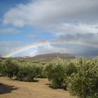 ARCO IRIS ENTRE OLIVOS.