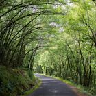 Arco verde.Galicia.