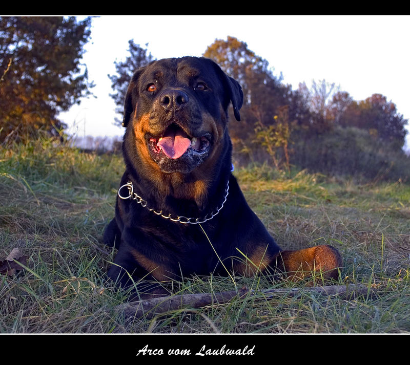 Arco vom Laubwald.... so sein richtiger Name