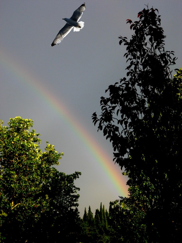 Arcobaleno & C.