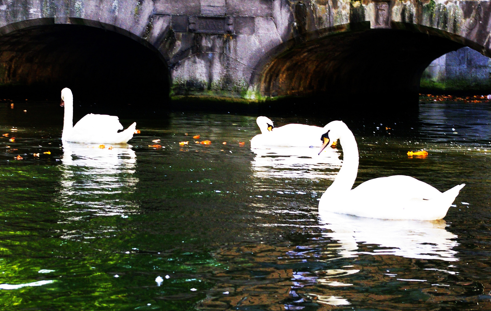 Arcos y cisnes.