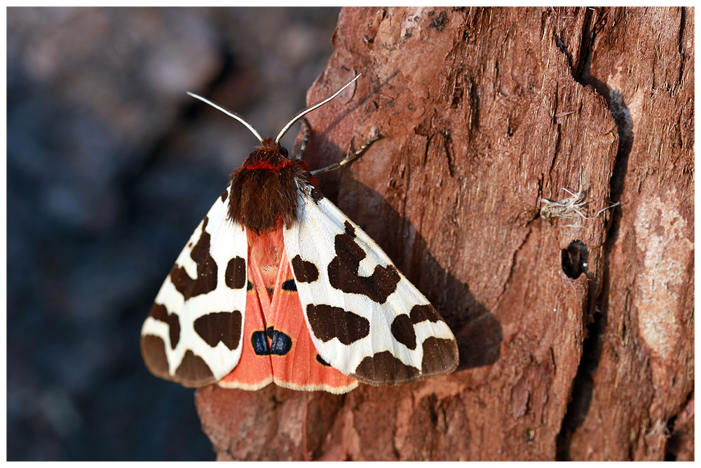 Arctia caja Foto & Bild tiere, wildlife, schmetterlinge Bilder auf