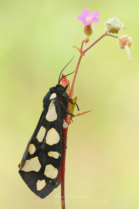 Arctia villica (Linnaeus, 1758)