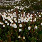 Arctic bell heather