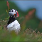 Arctic Clown