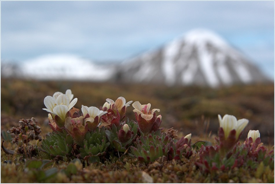 Arctic Flower..