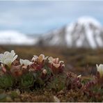 Arctic Flower..