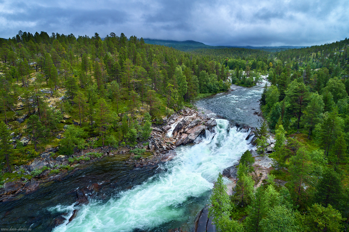 Arctic Forest