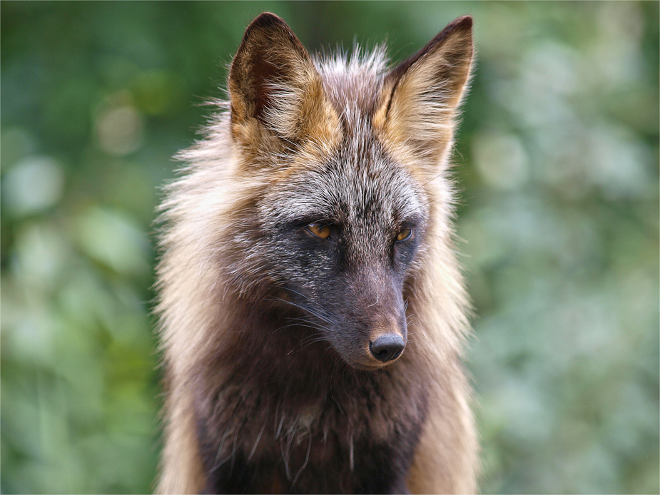 Arctic Fox ...