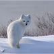 Arctic Fox