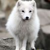 arctic fox 501