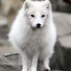 arctic fox 501