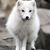 arctic fox 501