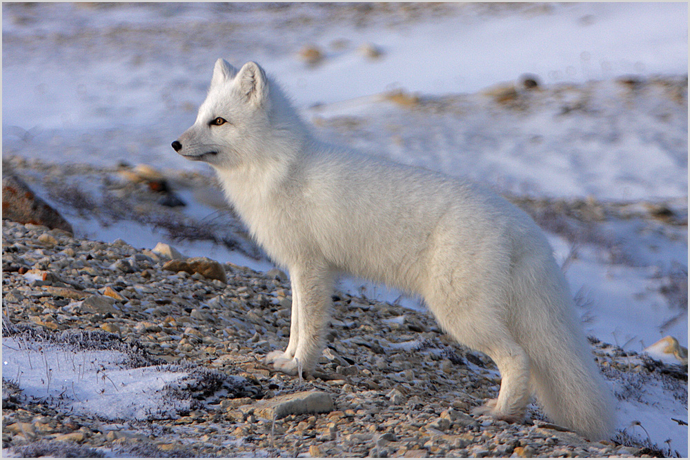 Arctic Fox