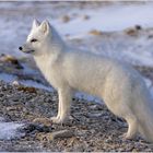 Arctic Fox