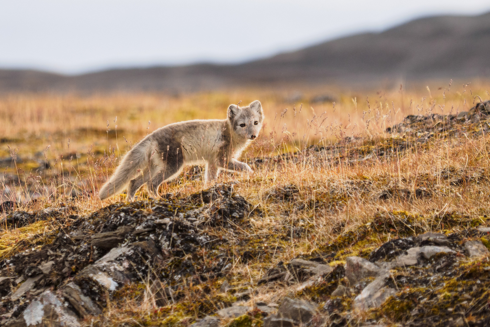 Arctic Fox