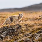 Arctic Fox