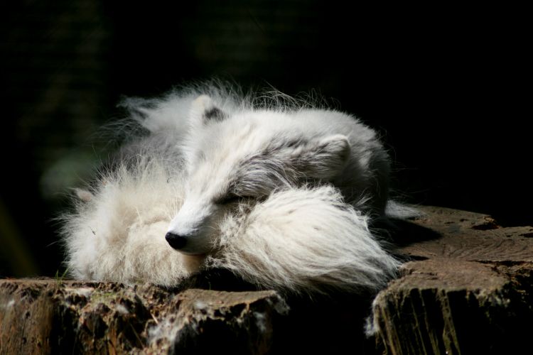 arctic fox