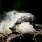 arctic fox