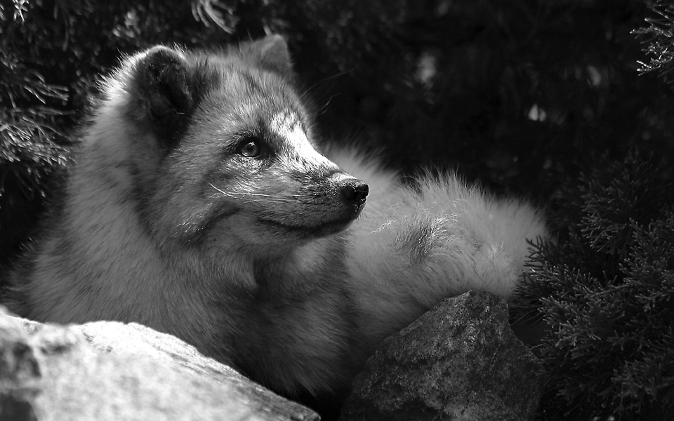 Arctic fox!