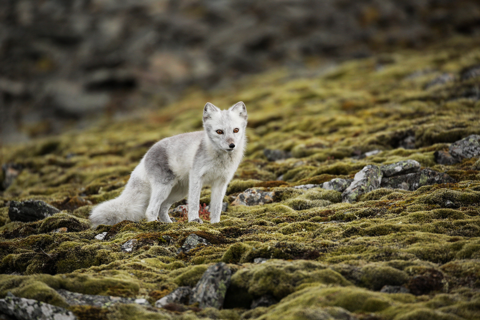 Arctic Fox