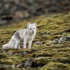 Arctic Fox