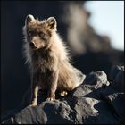 [ ... arctic fox ]