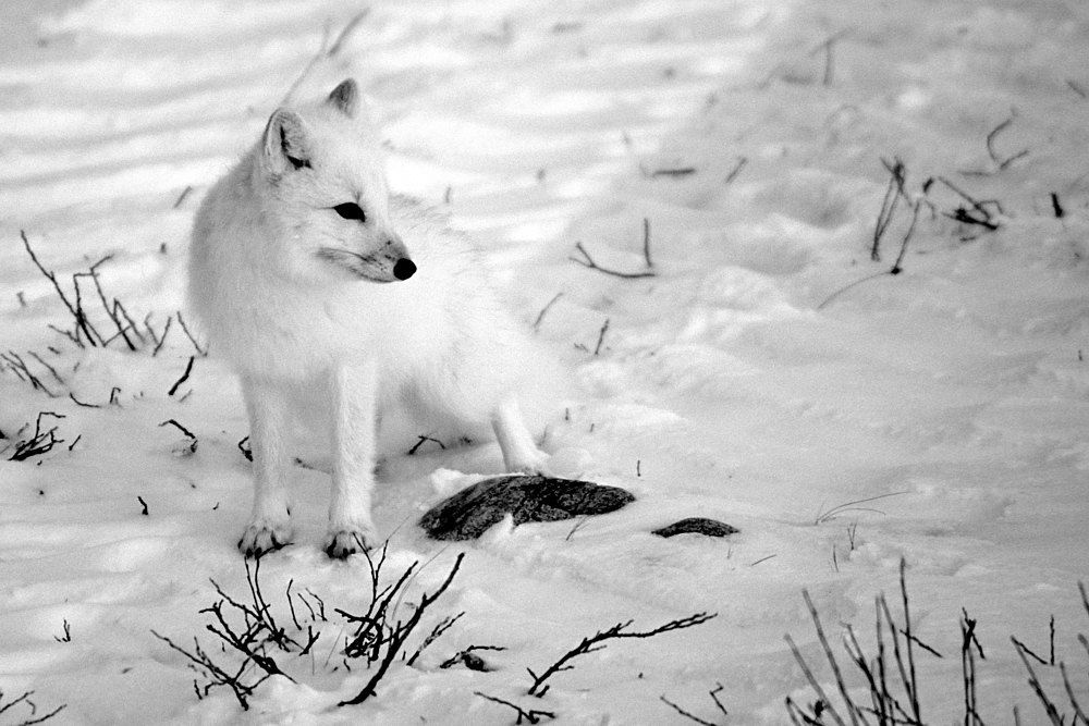 Arctic Fox