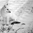 Arctic Fox