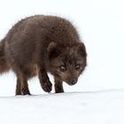 Arctic Fox - Island - Westfjorde