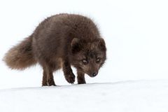 Arctic Fox - Island - Westfjorde