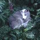 Arctic Fox - Norway