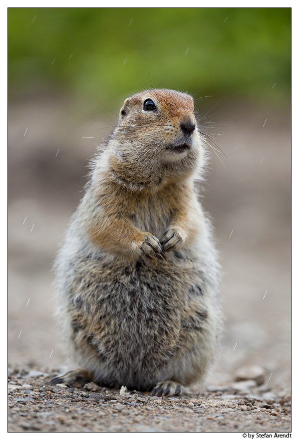 Arctic ground squirrel