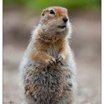 Arctic ground squirrel