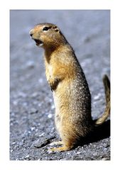 Arctic Ground Squirrel