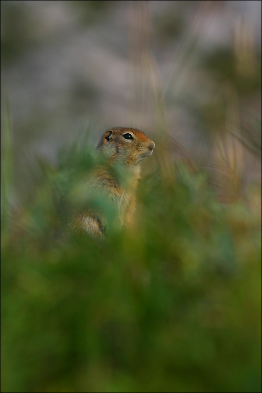 Arctic Ground Squirrel - I