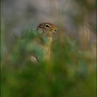 Arctic Ground Squirrel - I