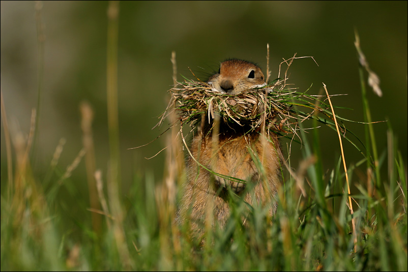 Arctic Ground Squirrel - II | Denali National Park, Alaska