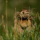 Arctic Ground Squirrel - II | Denali National Park, Alaska