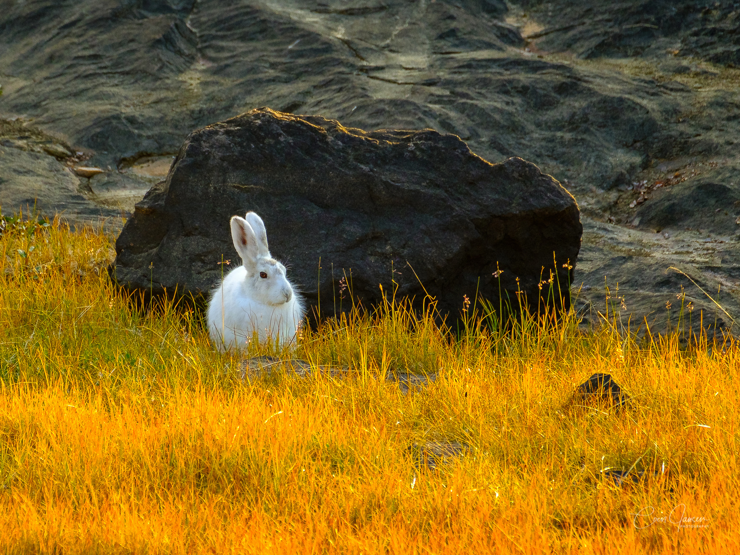 Arctic Hare 1-2