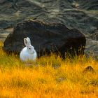 Arctic Hare 1-2