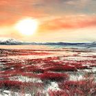 Arctic Refuge