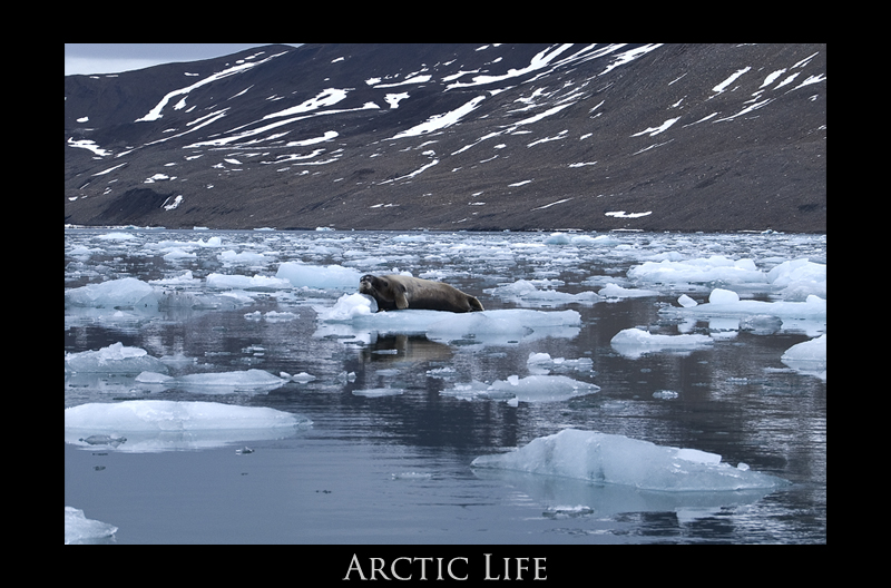 Arctic Seal